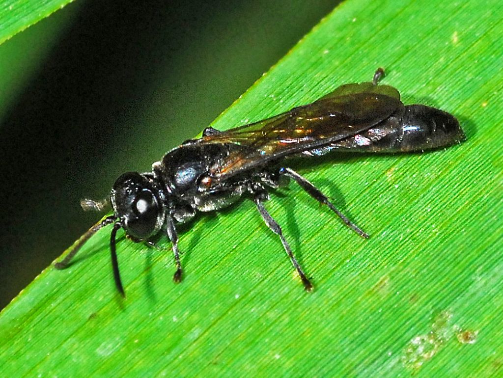 Ichneumonidae ID: no, Crabronidae, gn. Trypoxylon